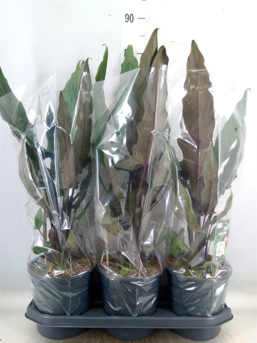 <h4>Alocasia lauterbachiana</h4>