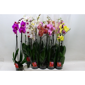 PHAL GEM 9 KL
