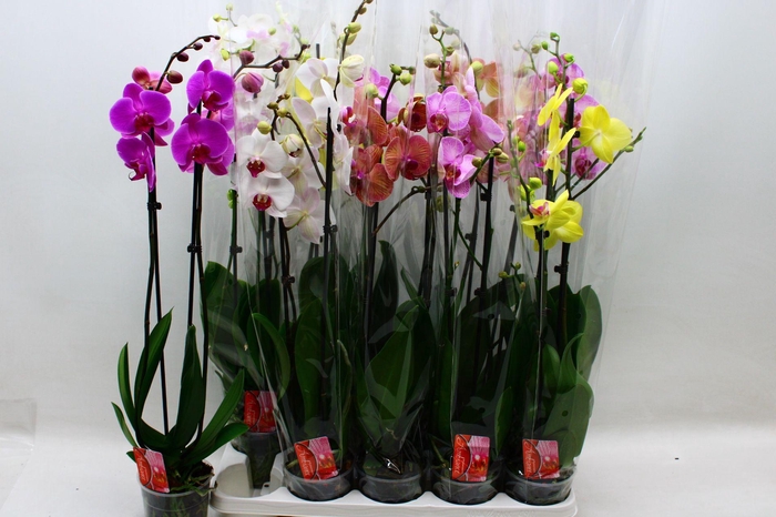 <h4>PHAL GEM 9 KL</h4>
