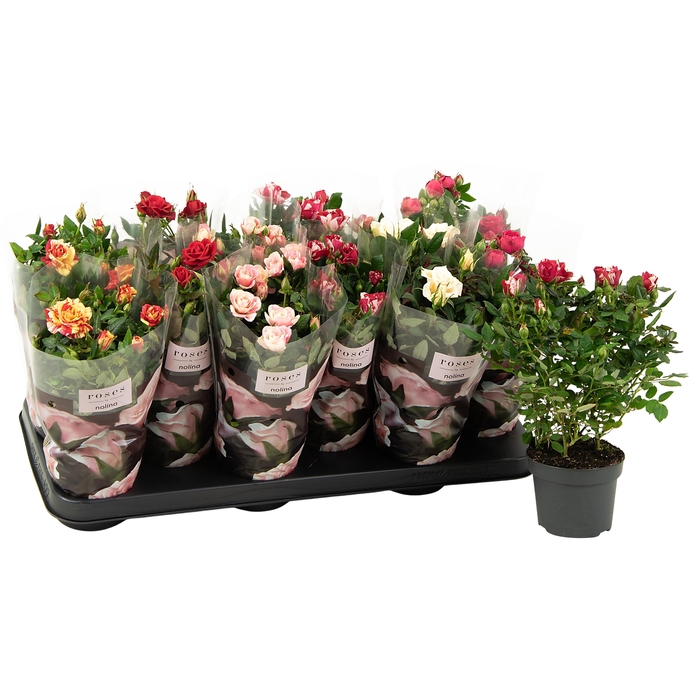 <h4>Nolina Roses Ø 10.5 cm Mix</h4>