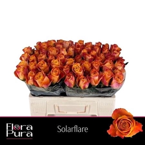 Rosa a grande fleur Sunflare