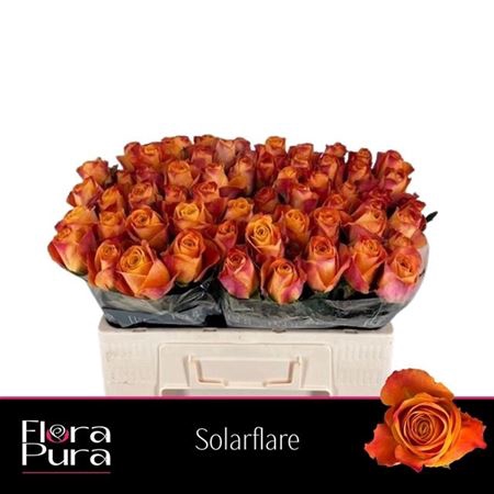 <h4>Rosa a grande fleur Sunflare</h4>