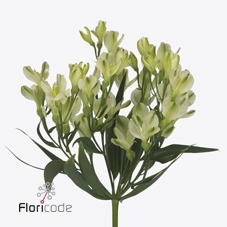 Alstroemeria fl white pearls