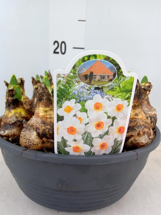 <h4>Narcissus ...</h4>