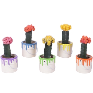 Thank you Teacher Arr. Cactus Ceramic Pot Painting Can Ø10cm 1PP