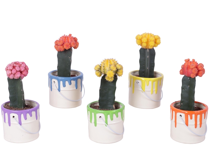 <h4>Thank you Teacher Arr. Cactus Ceramic Pot Painting Can Ø10cm 1PP</h4>