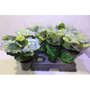 arr8 Hydr M Early Blue