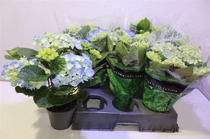 <h4>arr8 Hydr M Early Blue</h4>