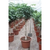Schefflera Compacta