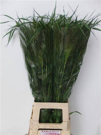 <h4>Panic Vi Fontaine 80cm</h4>