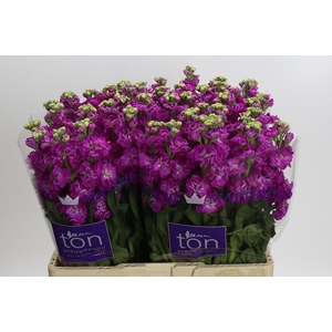 Matthiola incana StoX Deep Rose