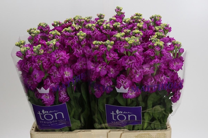 <h4>Matthiola incana StoX Deep Rose</h4>