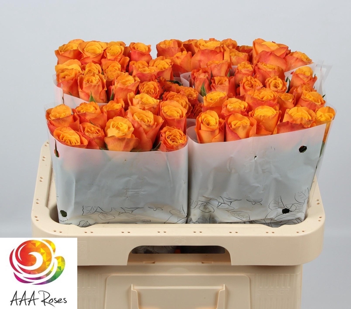 <h4>R GR CONFIDENTIAL</h4>