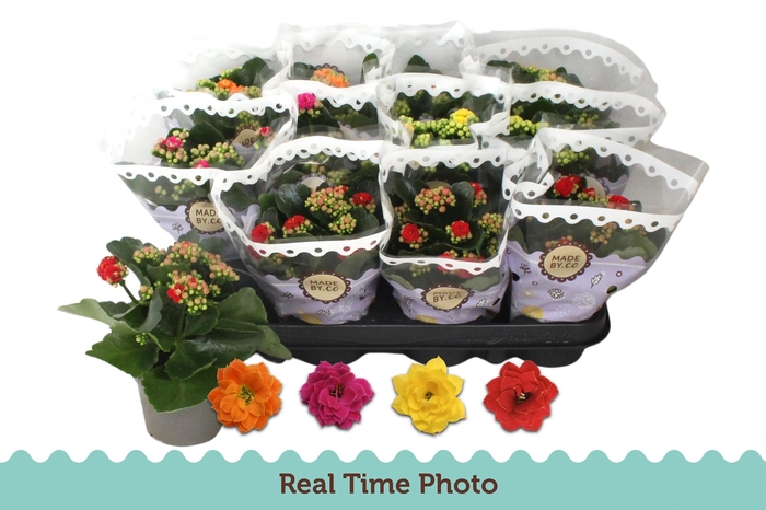 <h4>KAL GE GEM 4 KL</h4>