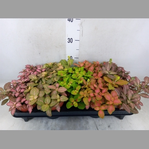 Fittonia   ...mix