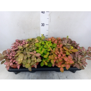 Fittonia   ...mix