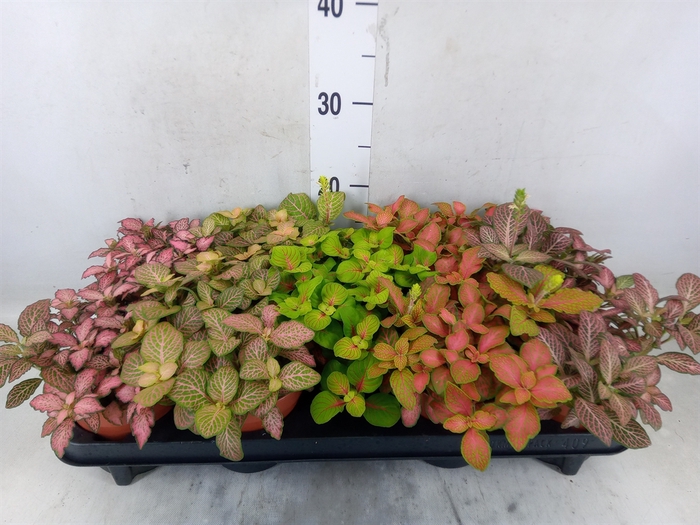 <h4>Fittonia   ...mix</h4>