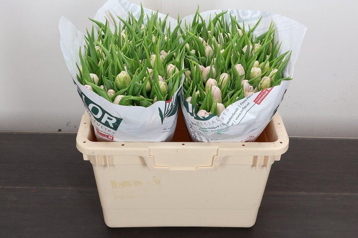 <h4>Tu Du Fair Price</h4>