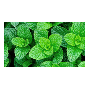 Mentha spicata