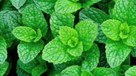 <h4>Mentha spicata</h4>