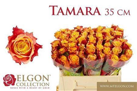 <h4>R Gr Tamara</h4>