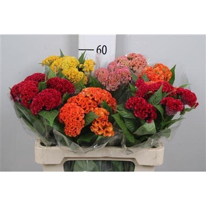 Cel C Repris Gem Fst