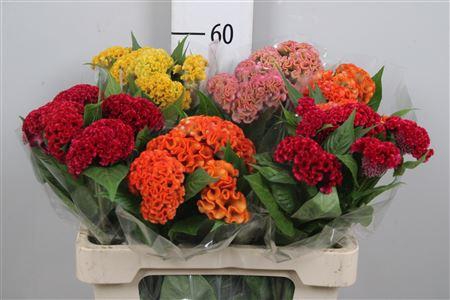 <h4>Cel C Repris Gem Fst</h4>