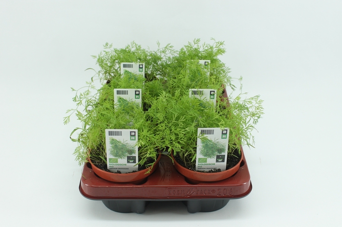 <h4>BKH groente 50890 bio Dille</h4>