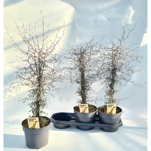 COROKIA COTONEASTER