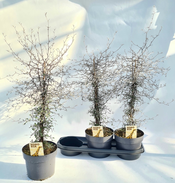 <h4>COROKIA COTONEASTER</h4>