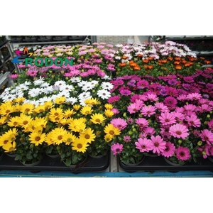 OSTEO SENORITAS MIXK