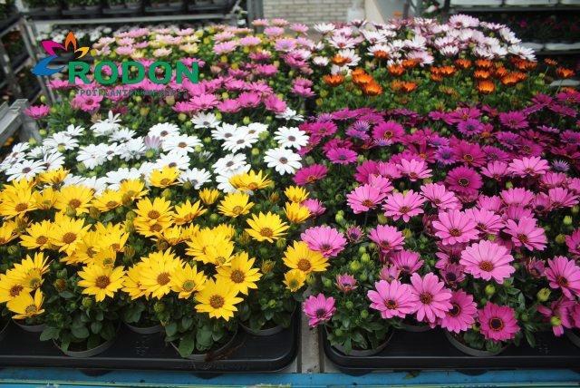 <h4>OSTEO SENORITAS MIXK</h4>