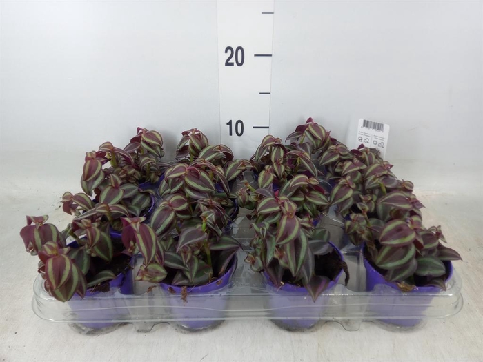 <h4>Tradescantia ...</h4>