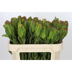LEUCAD LAUREL YELLOW