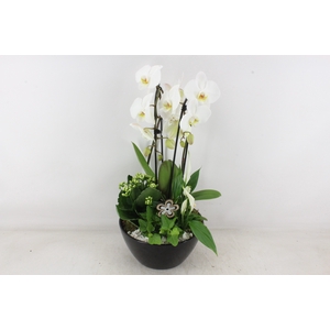 arr2 PL - Ker. schaal dido Zwart Phal. wit