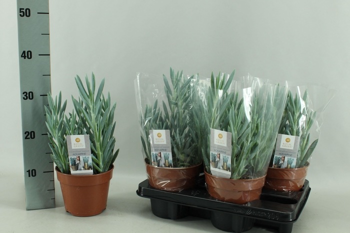 <h4>CURIO FIC MT EVEREST</h4>