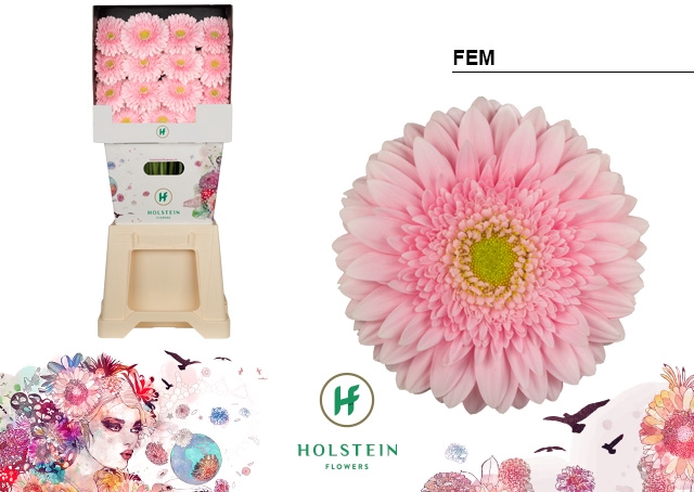 <h4>Gerbera Fem Diamond</h4>