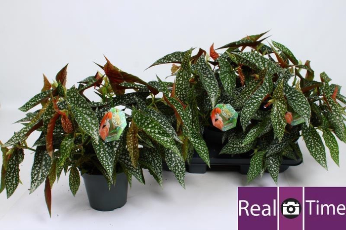 <h4>BEG DOUBLE DOT</h4>