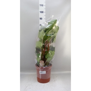 Homalomena rubescens 'Maggy'