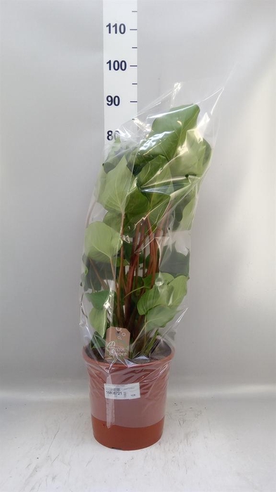 <h4>Homalomena rubescens 'Maggy'</h4>