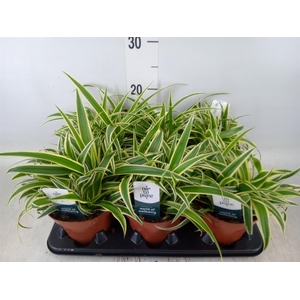 Chlorophytum com. 'Vittatum'