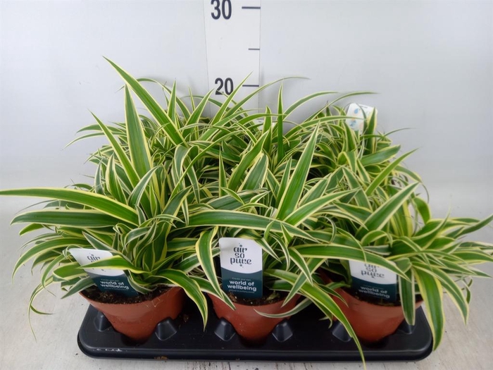 <h4>Chlorophytum com. 'Vittatum'</h4>