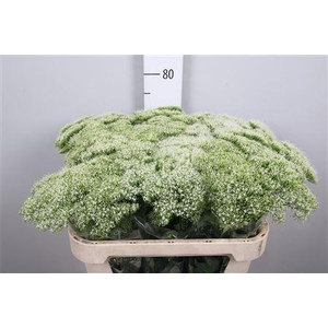 Trach Wh Lake Michig