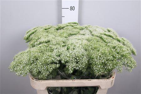 <h4>Trach Wh Lake Michig</h4>