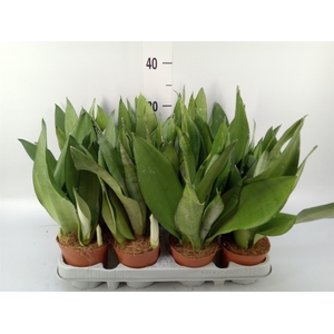 Sansevieria trifa. 'Moonshine'