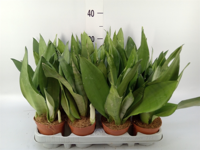 <h4>Sansevieria trifa. 'Moonshine'</h4>