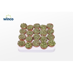 Anacampseros Tomentosa