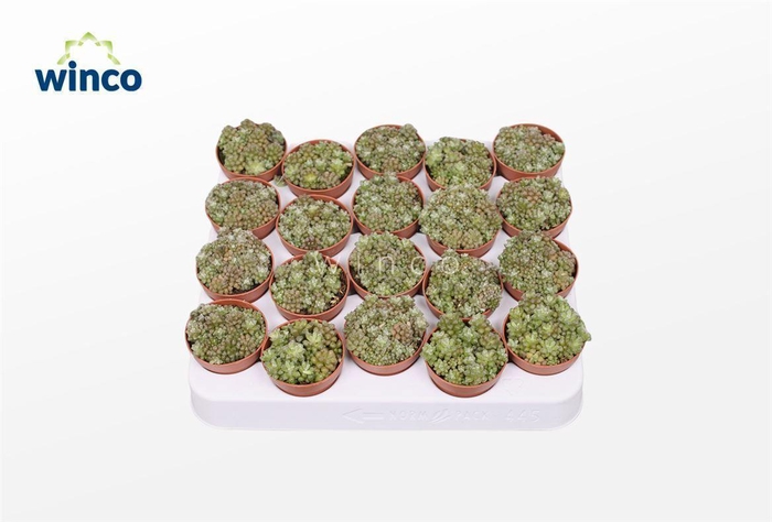 <h4>Anacampseros Tomentosa</h4>