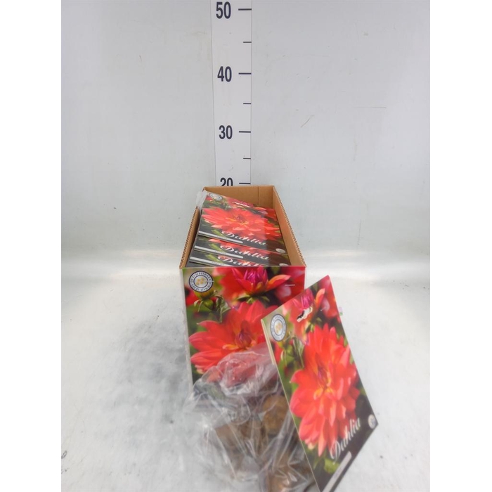 <h4>Dahlia   ...flowerbulbs</h4>