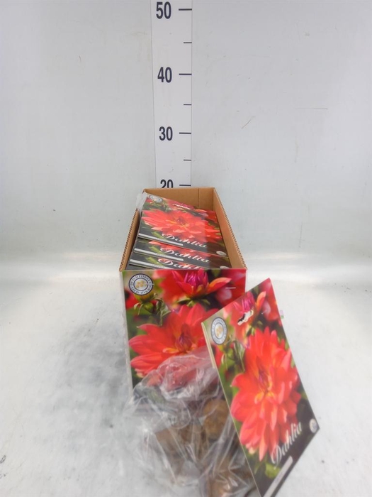 <h4>Dahlia   ...flowerbulbs</h4>